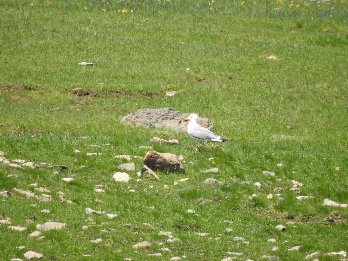 Armenian Gull - ML620781340