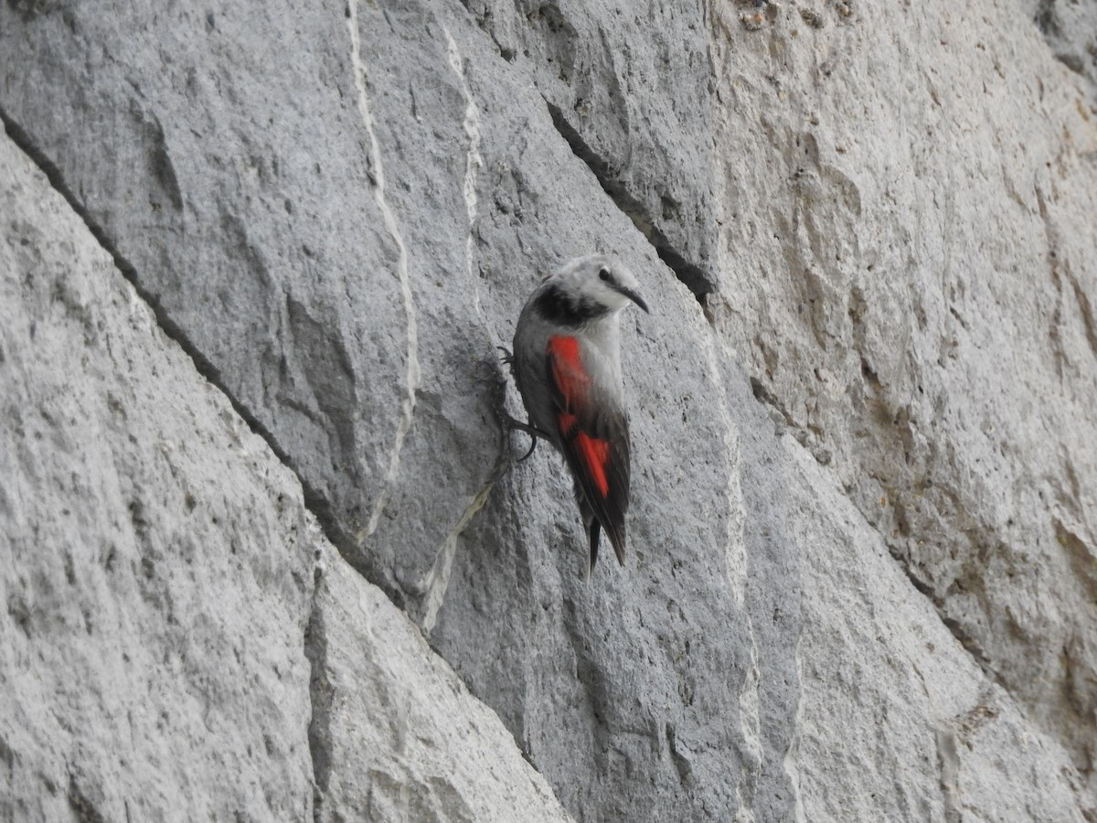 Wallcreeper - ML620781351