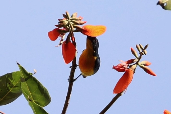 Orange-bellied Flowerpecker - ML620781355