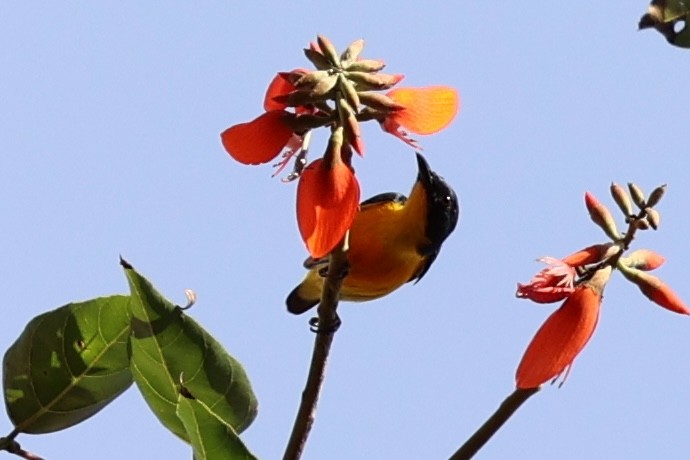 Orange-bellied Flowerpecker - Andrew William