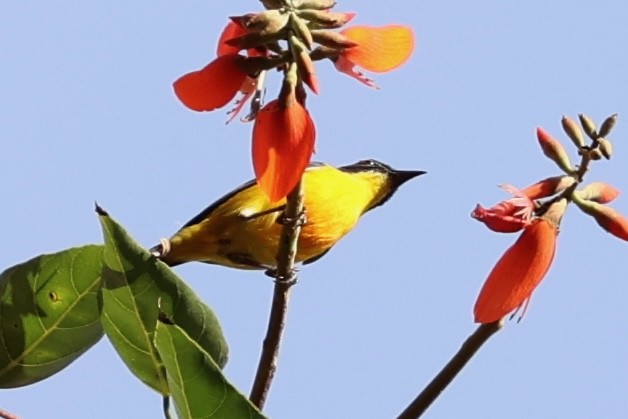 Orange-bellied Flowerpecker - ML620781357