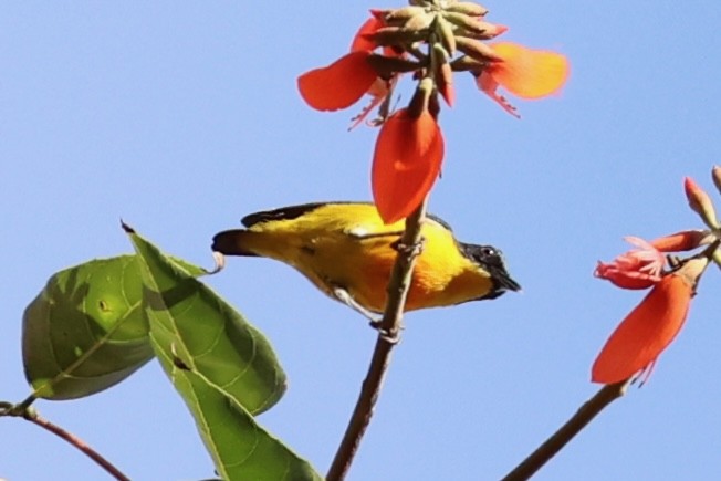 Orange-bellied Flowerpecker - ML620781358