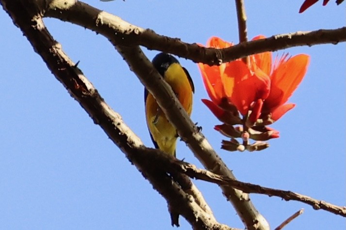 Orange-bellied Flowerpecker - ML620781360