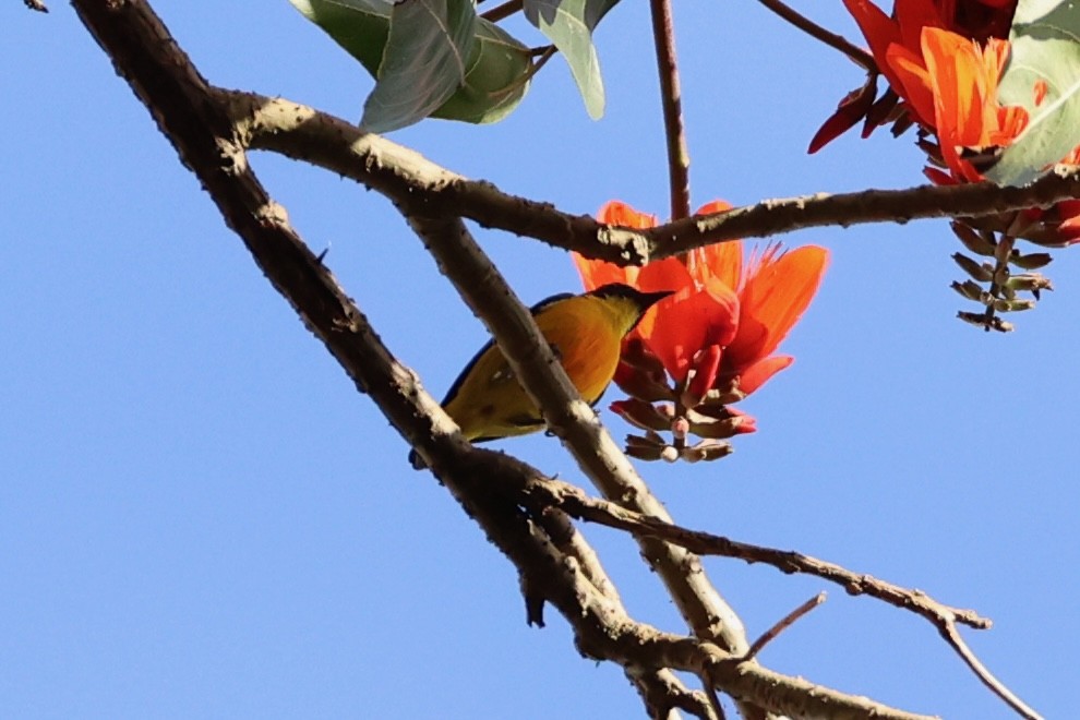 Orange-bellied Flowerpecker - ML620781361