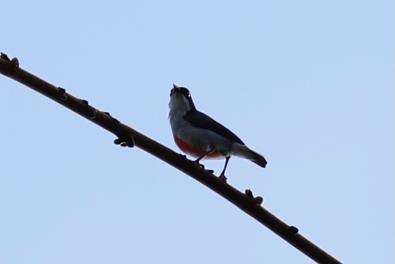 Red-keeled Flowerpecker - ML620781363