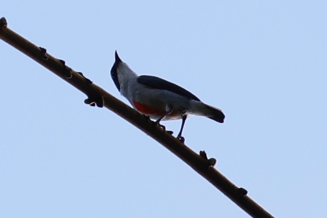 Red-keeled Flowerpecker - ML620781364