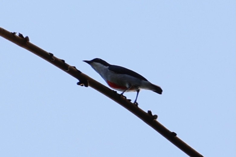 Red-keeled Flowerpecker - ML620781365