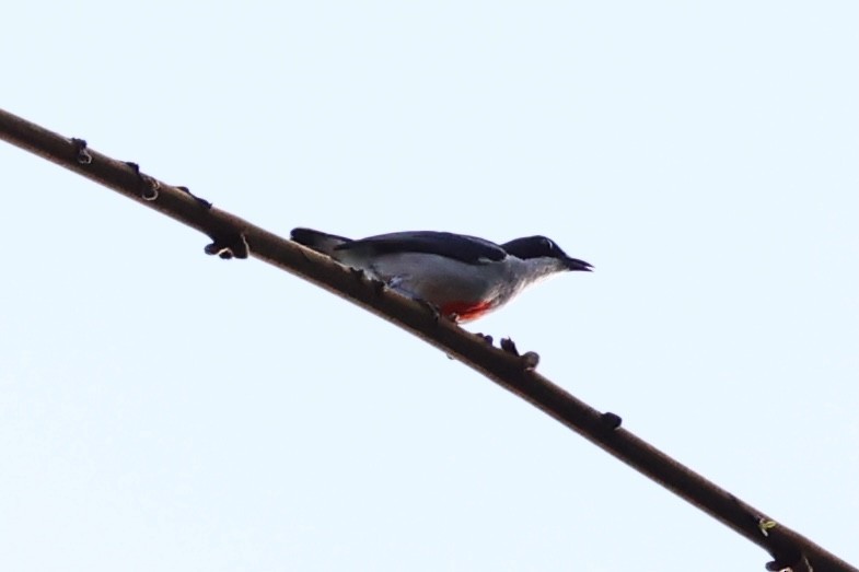 Red-keeled Flowerpecker - ML620781367