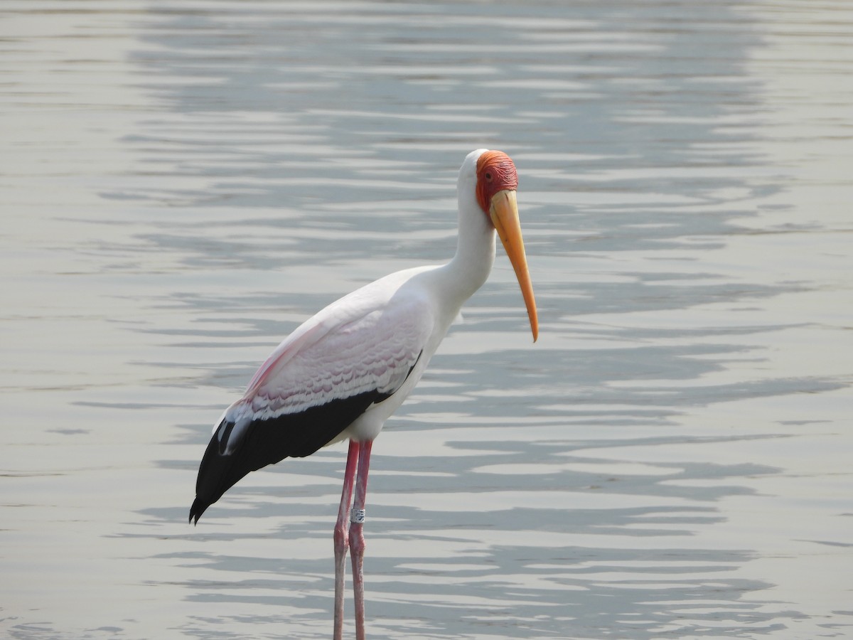 Yellow-billed Stork - ML620781378