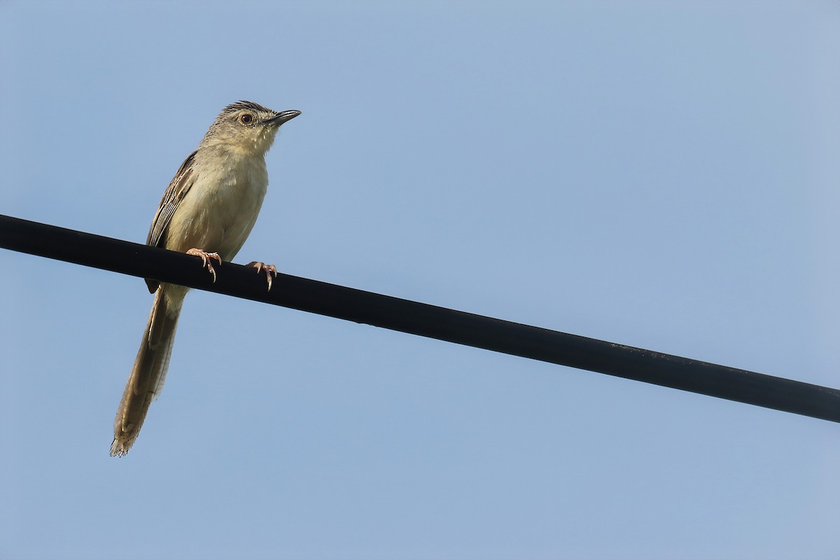 Brown Prinia - Jens Toettrup