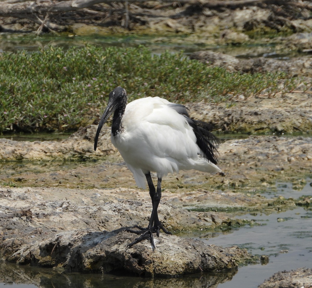 African Sacred Ibis - ML620781382