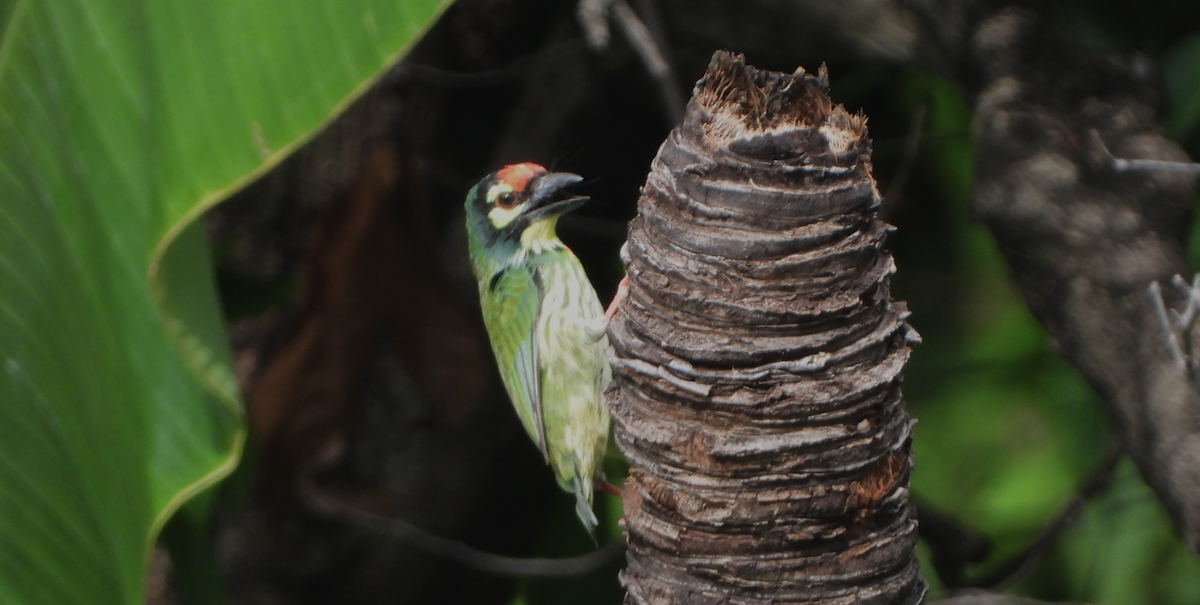 Coppersmith Barbet - ML620781389