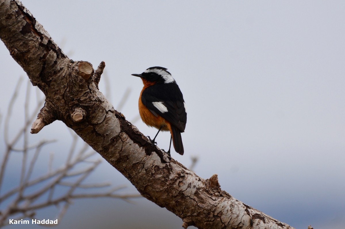 Moussier's Redstart - ML620781392