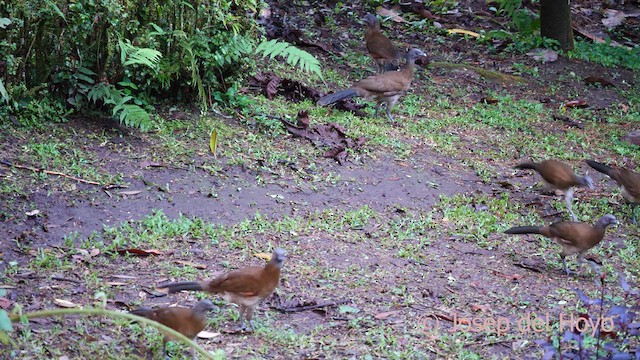 Ortalide à tête grise - ML620781396