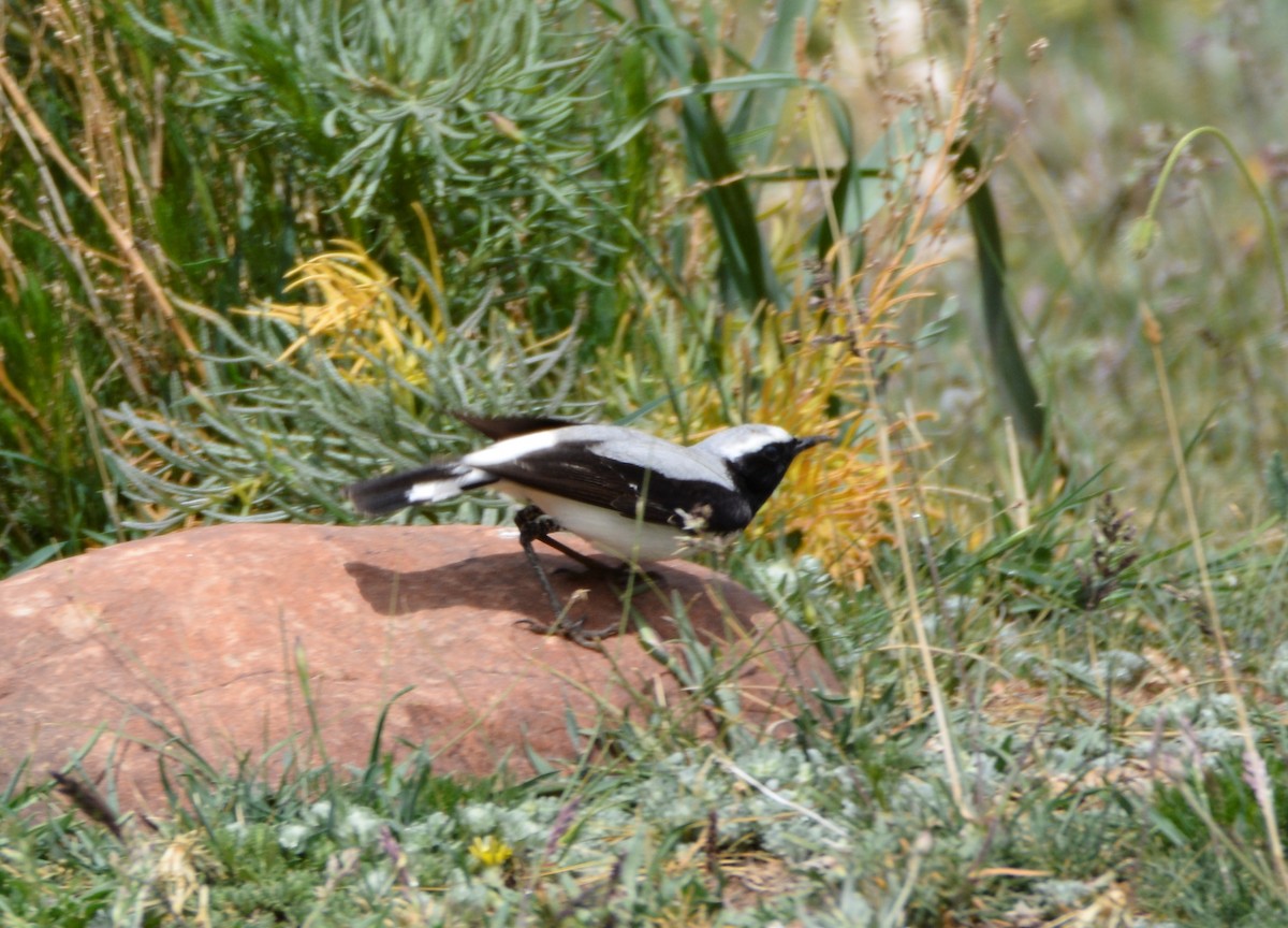 Atlas Wheatear - ML620781400