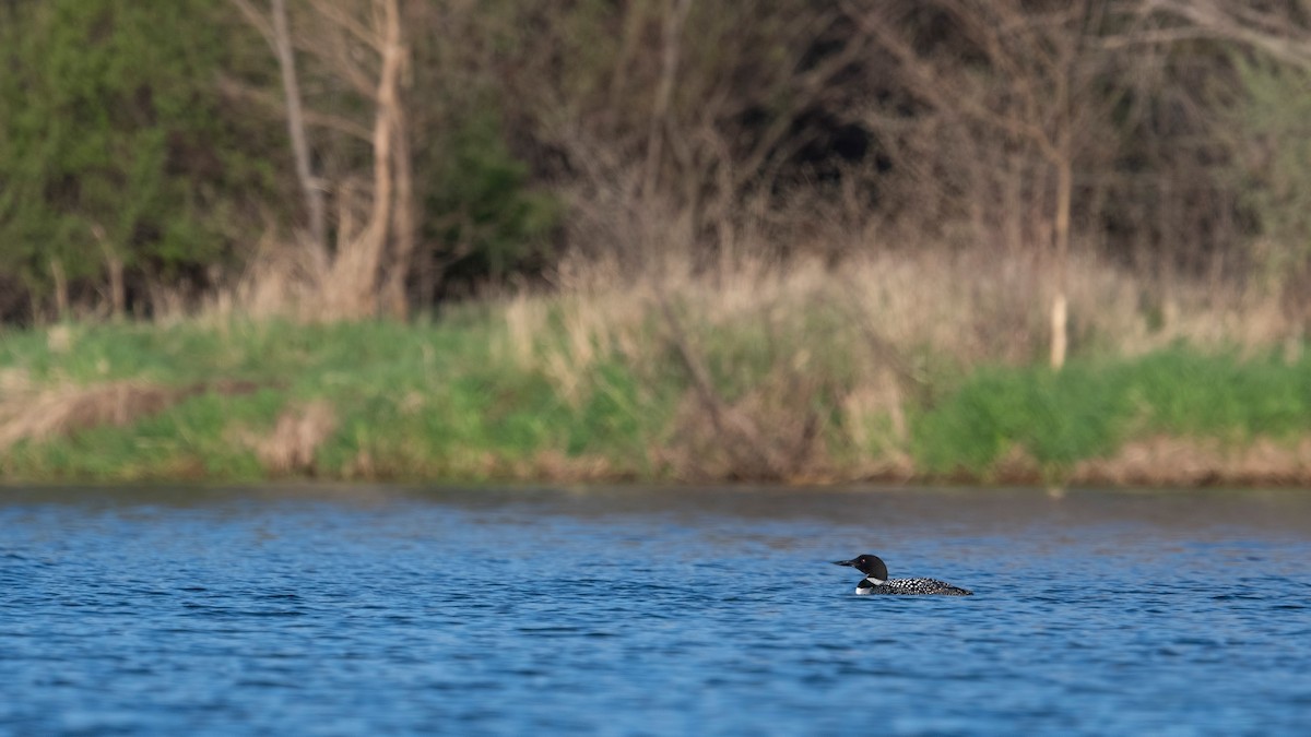 Common Loon - ML620781401