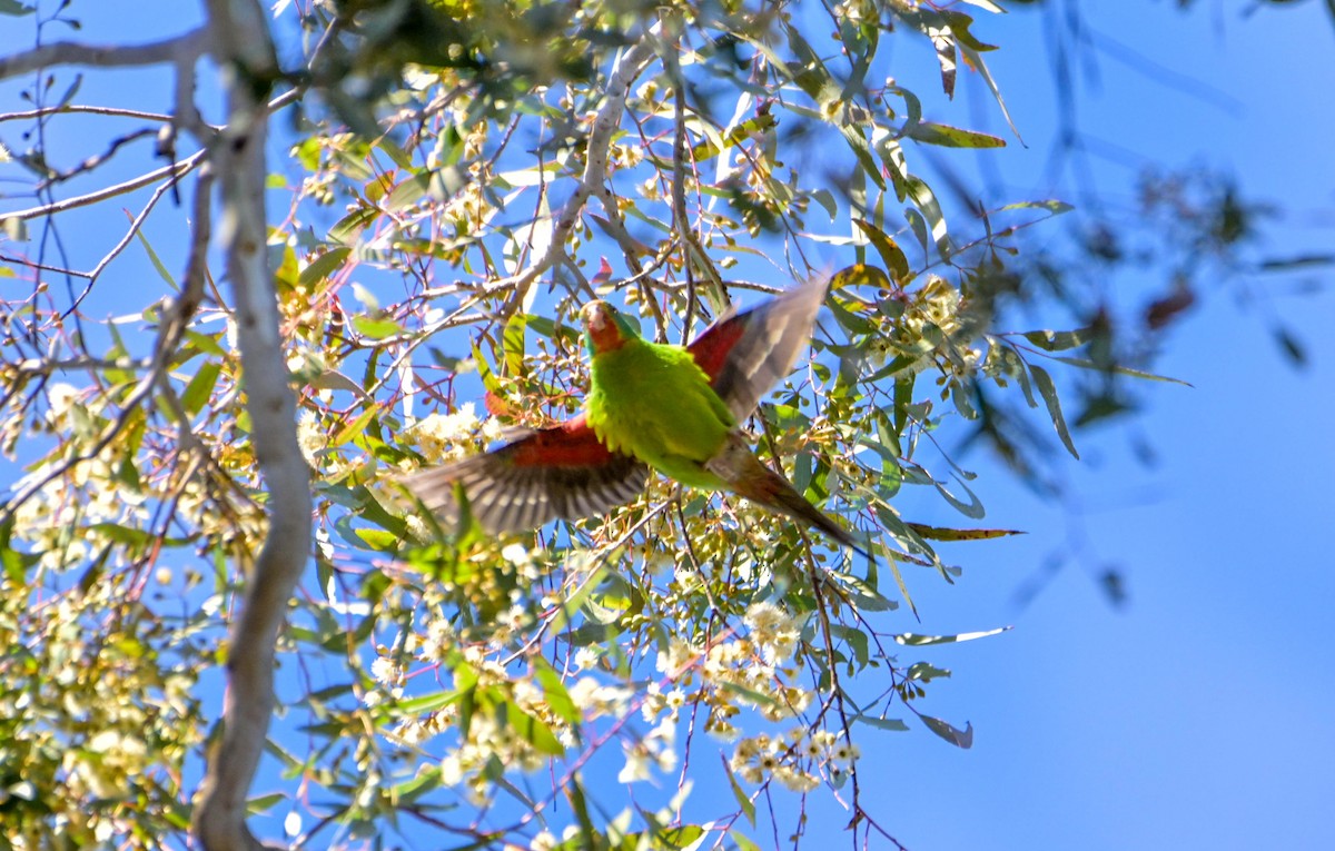 Swift Parrot - ML620781408