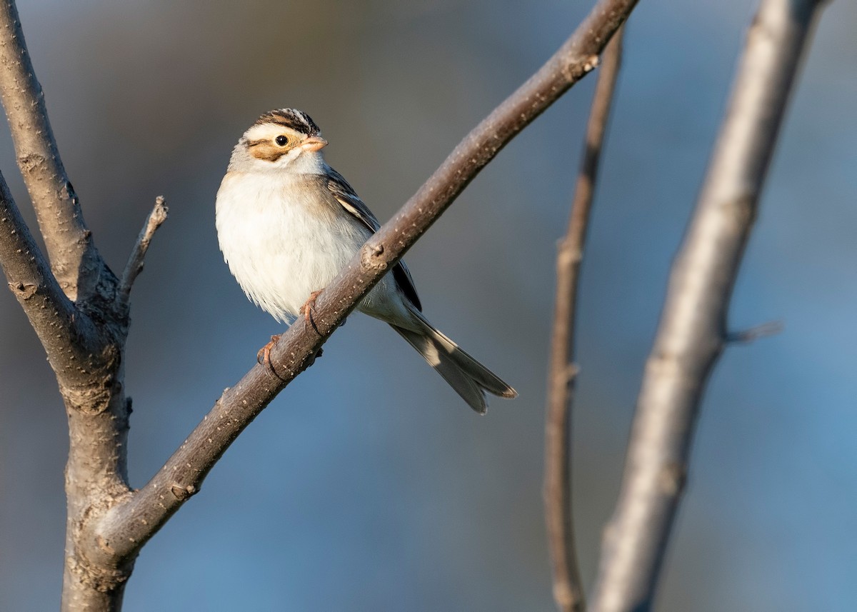 Clay-colored Sparrow - ML620781411