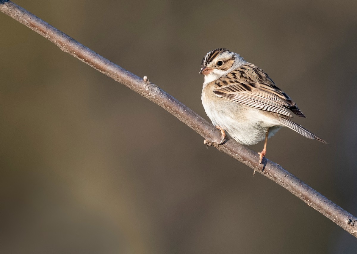Clay-colored Sparrow - ML620781412