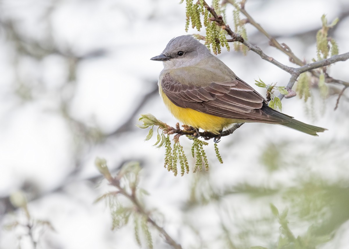 Western Kingbird - ML620781419