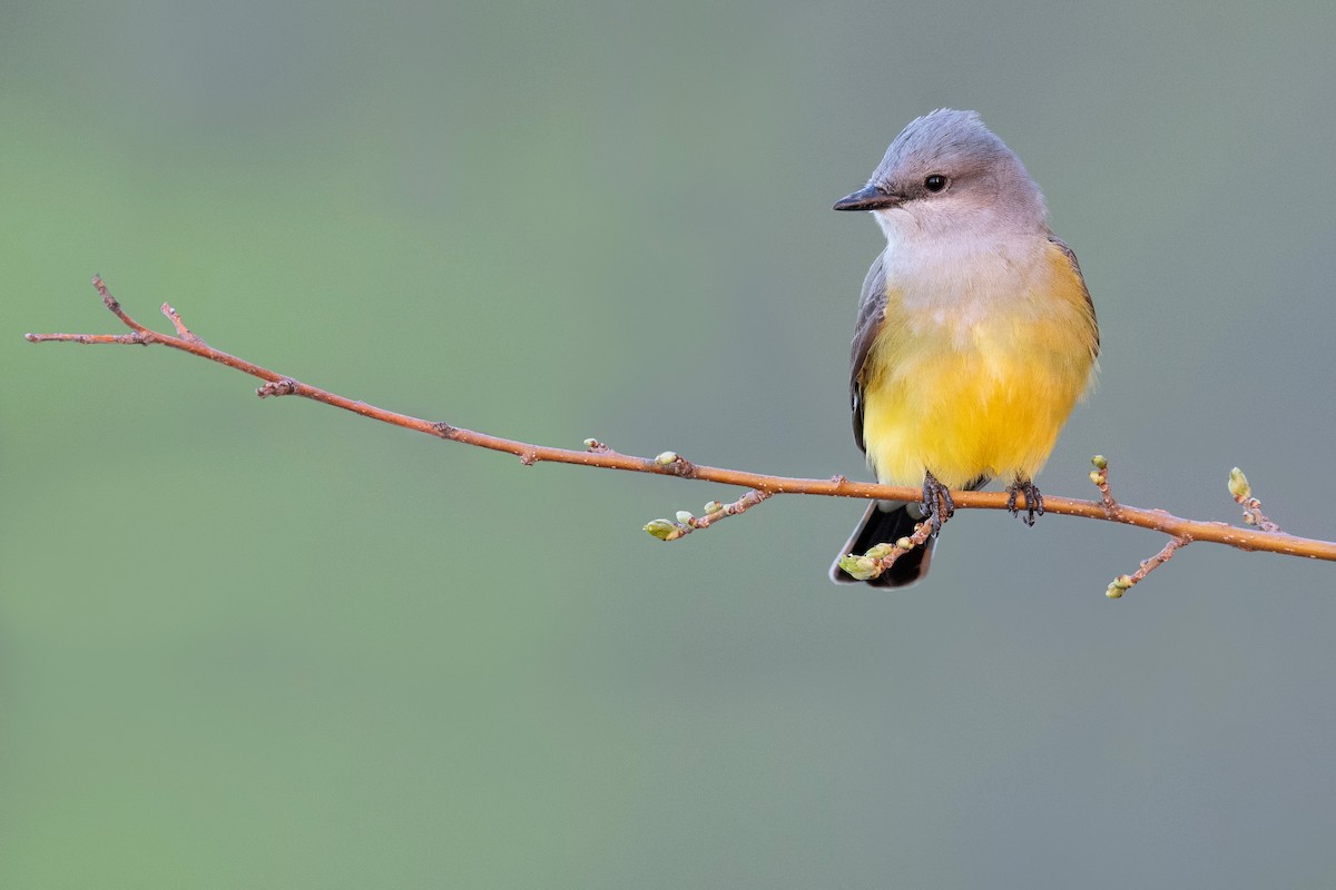 Western Kingbird - ML620781420