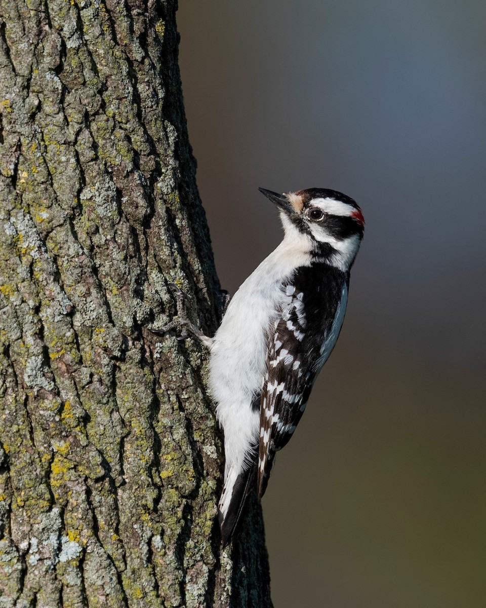 Downy Woodpecker - ML620781422