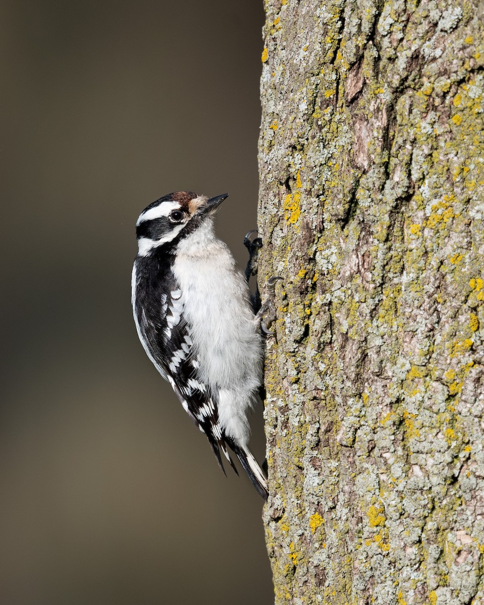 Downy Woodpecker - Heyn de Kock