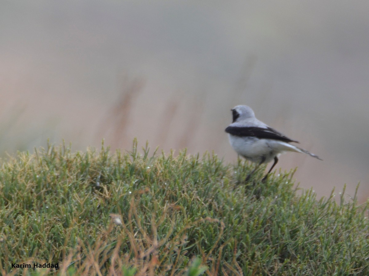 Atlas Wheatear - ML620781424