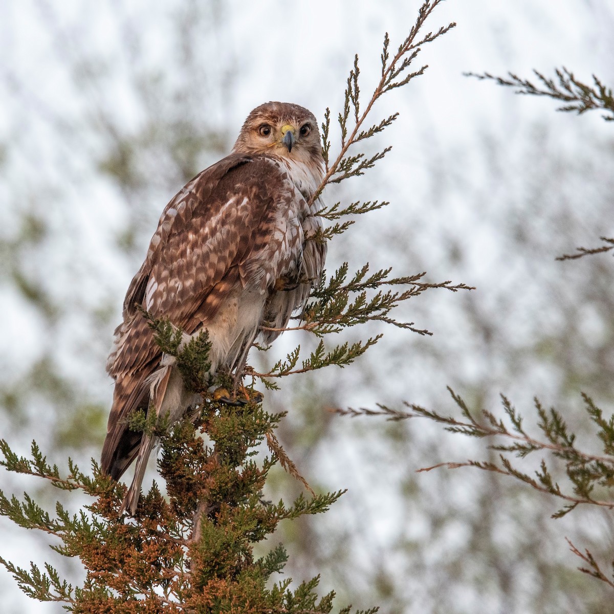 Red-tailed Hawk - ML620781425