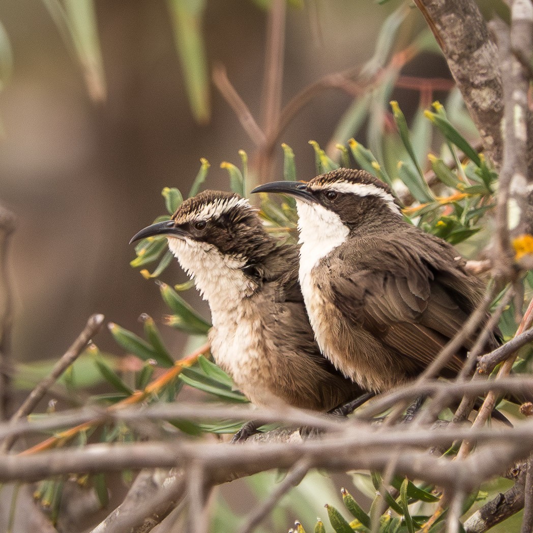 White-browed Babbler - ML620781427