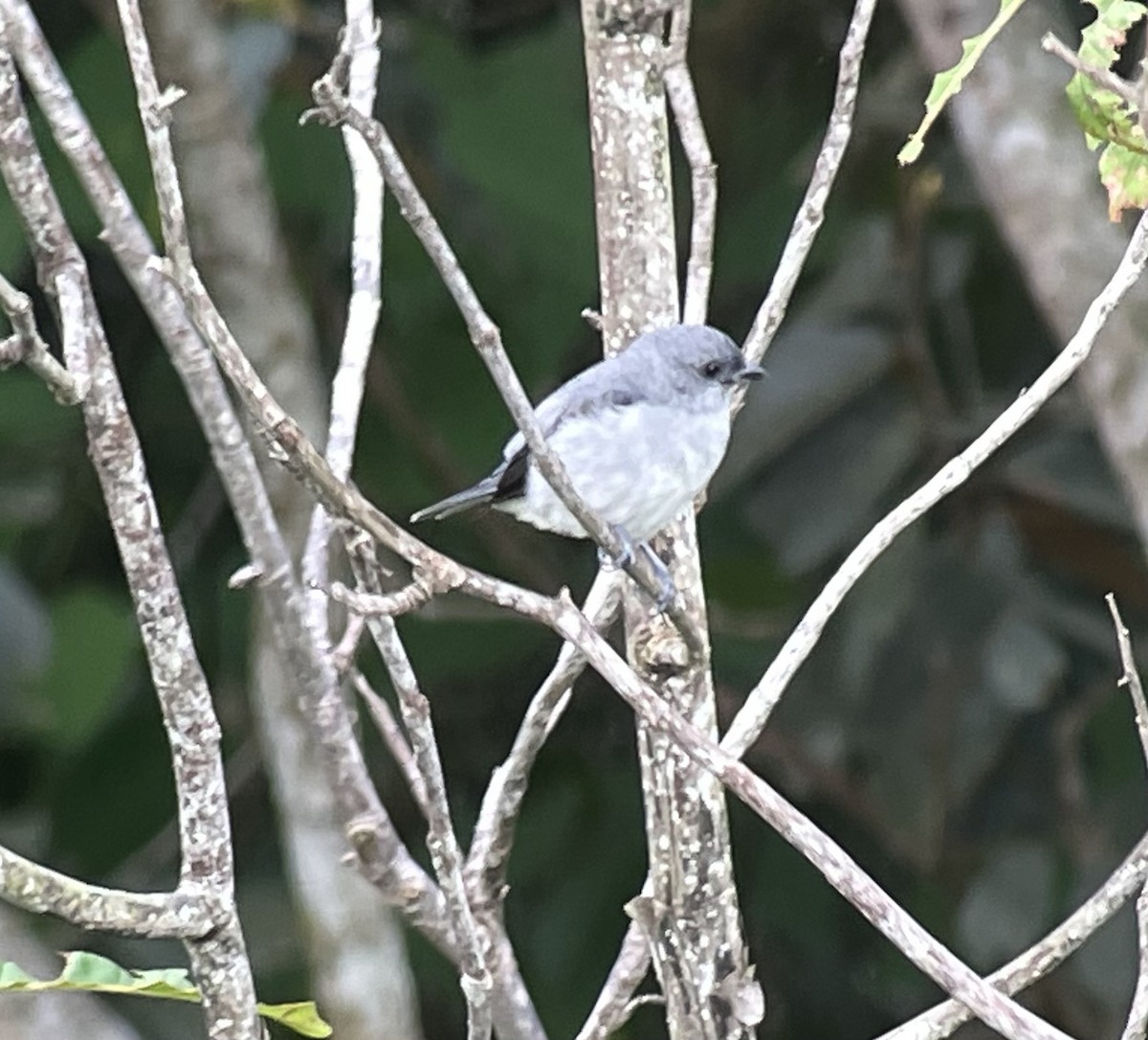 Plain-colored Tanager - ML620781430
