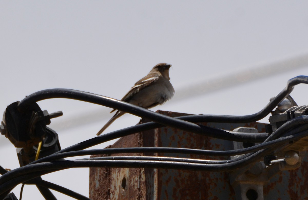 African Chaffinch - ML620781438