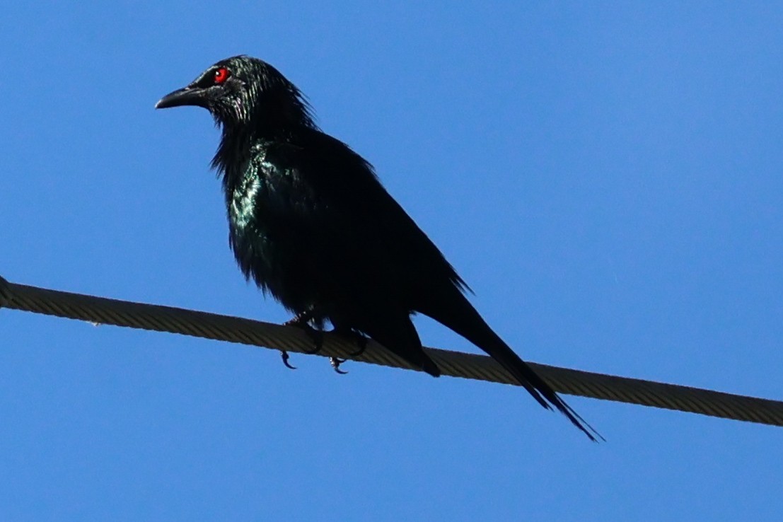 Metallic Starling - ML620781439