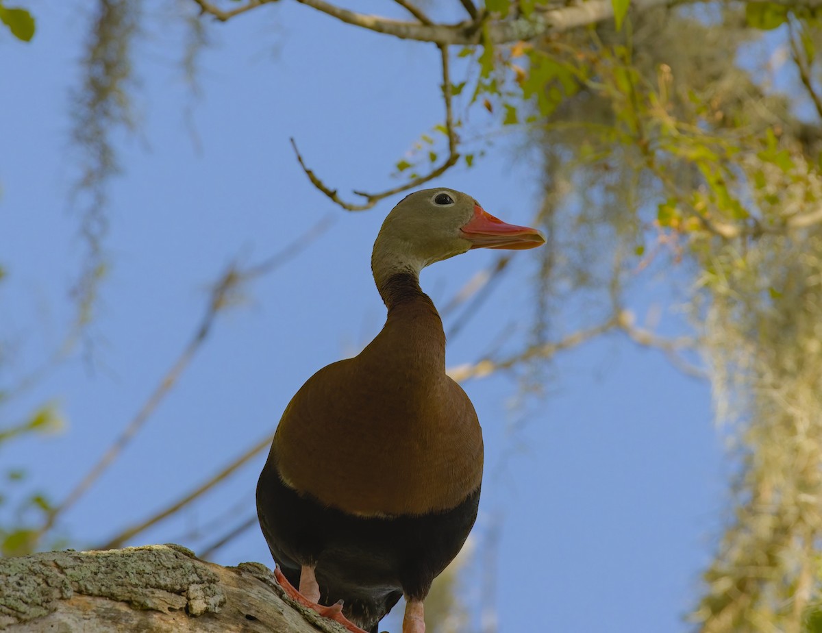 Dendrocygne à ventre noir - ML620781441