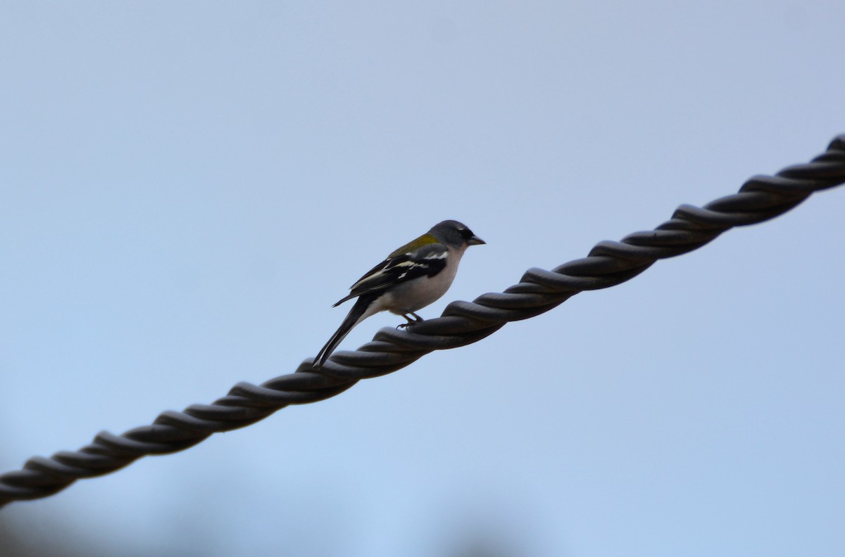 African Chaffinch - ML620781443