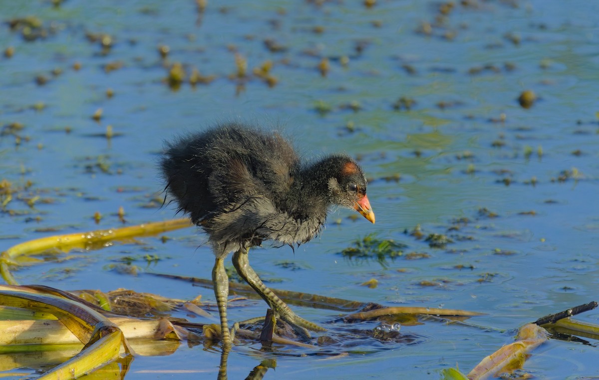 Common Gallinule - Damon Williford