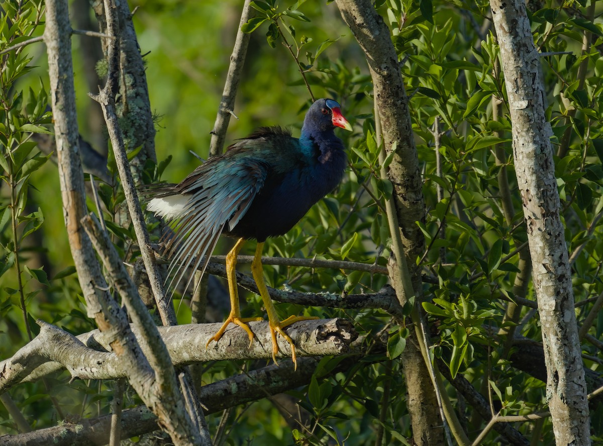 Purple Gallinule - ML620781447