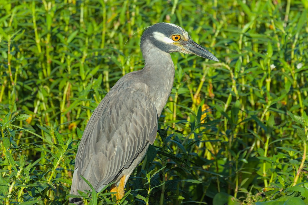 Yellow-crowned Night Heron - ML620781454