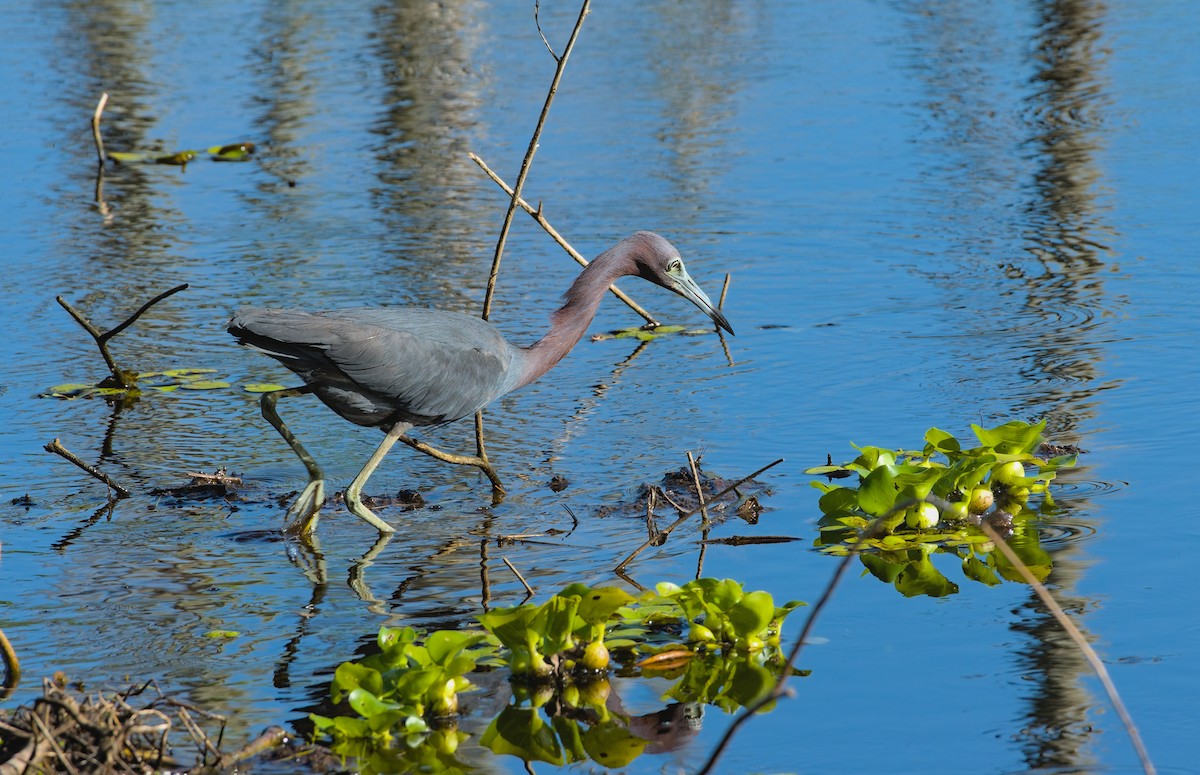 Little Blue Heron - ML620781455