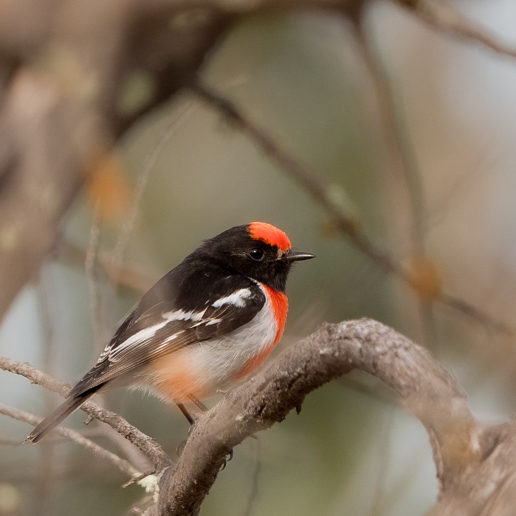 Red-capped Robin - ML620781457
