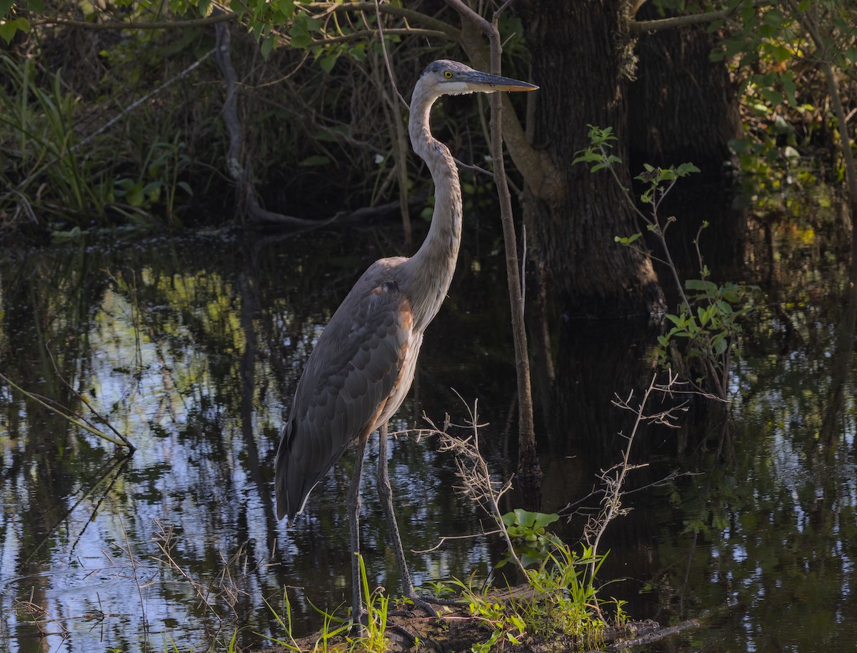 Great Blue Heron - ML620781458