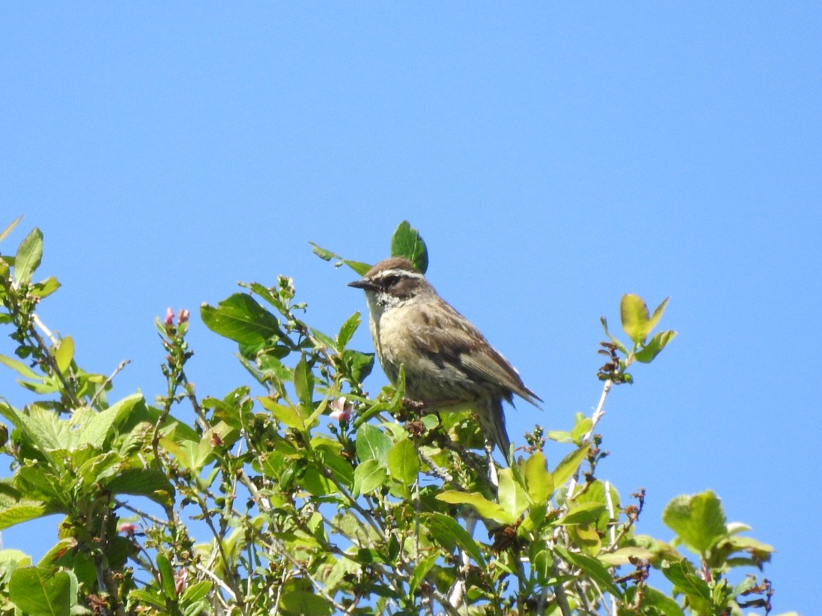 Radde's Accentor - ML620781459