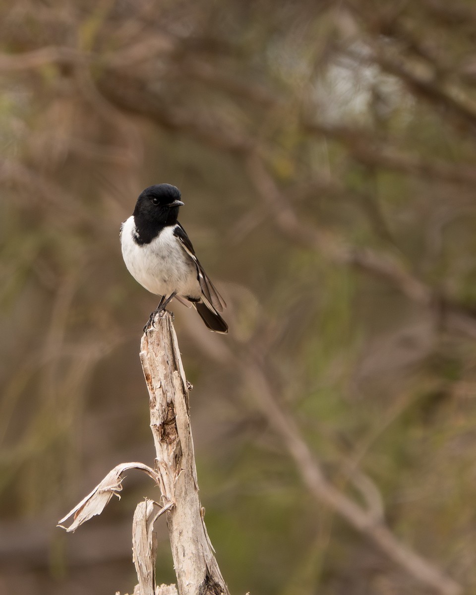 Hooded Robin - ML620781460