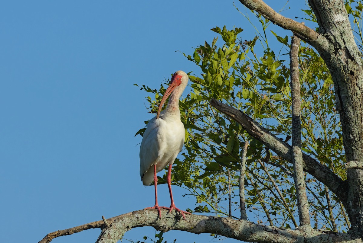 Ibis blanc - ML620781461