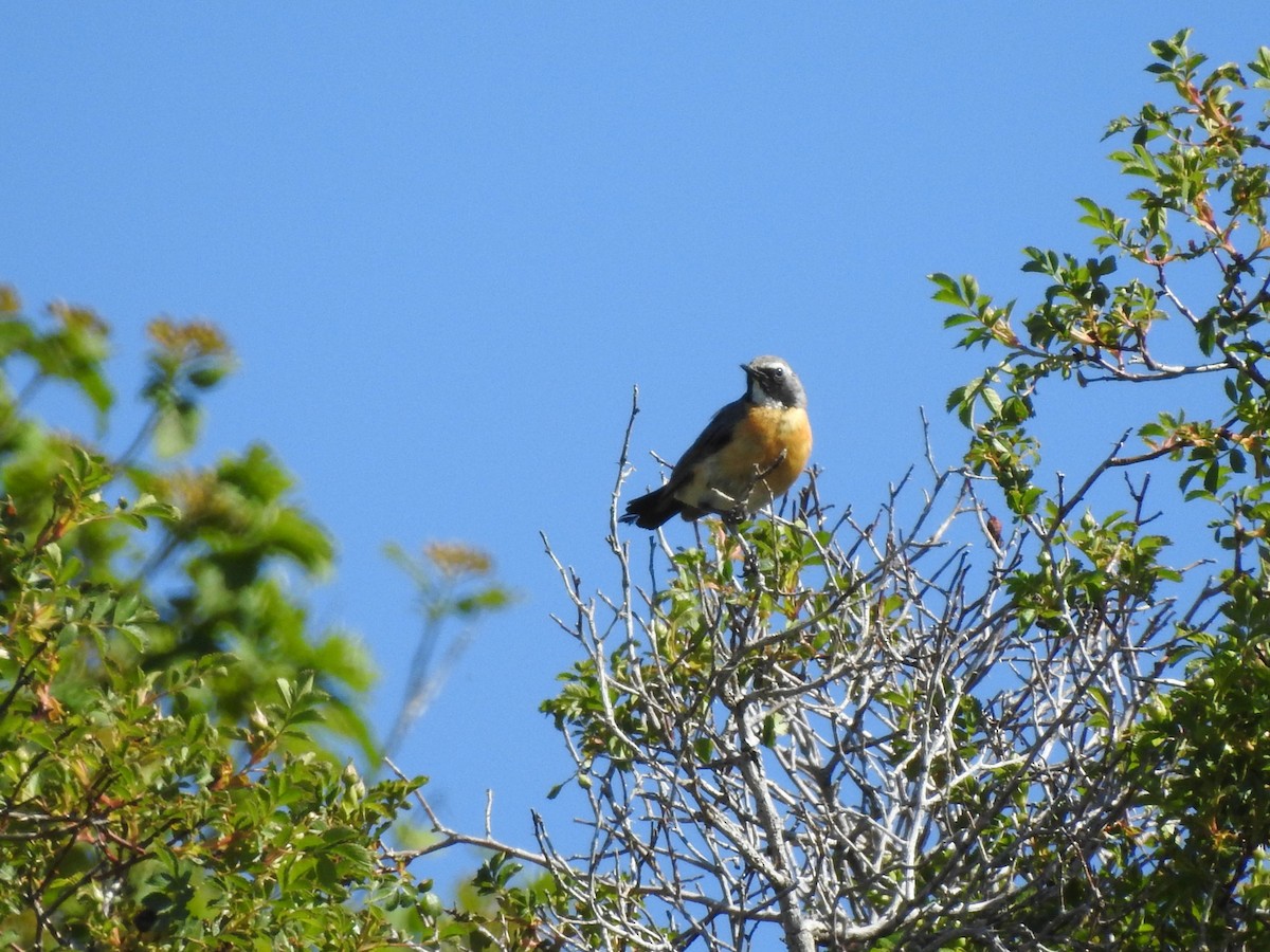 White-throated Robin - ML620781462