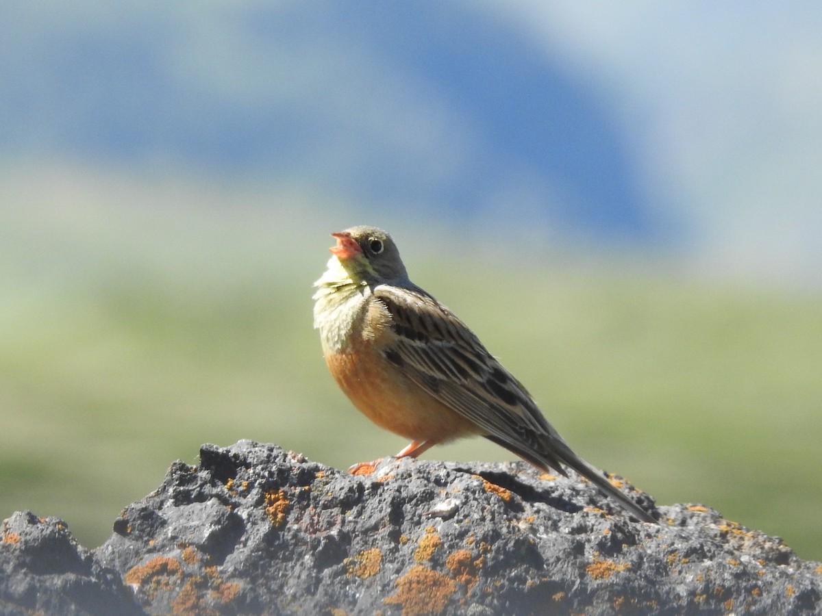 Ortolan Bunting - ML620781465