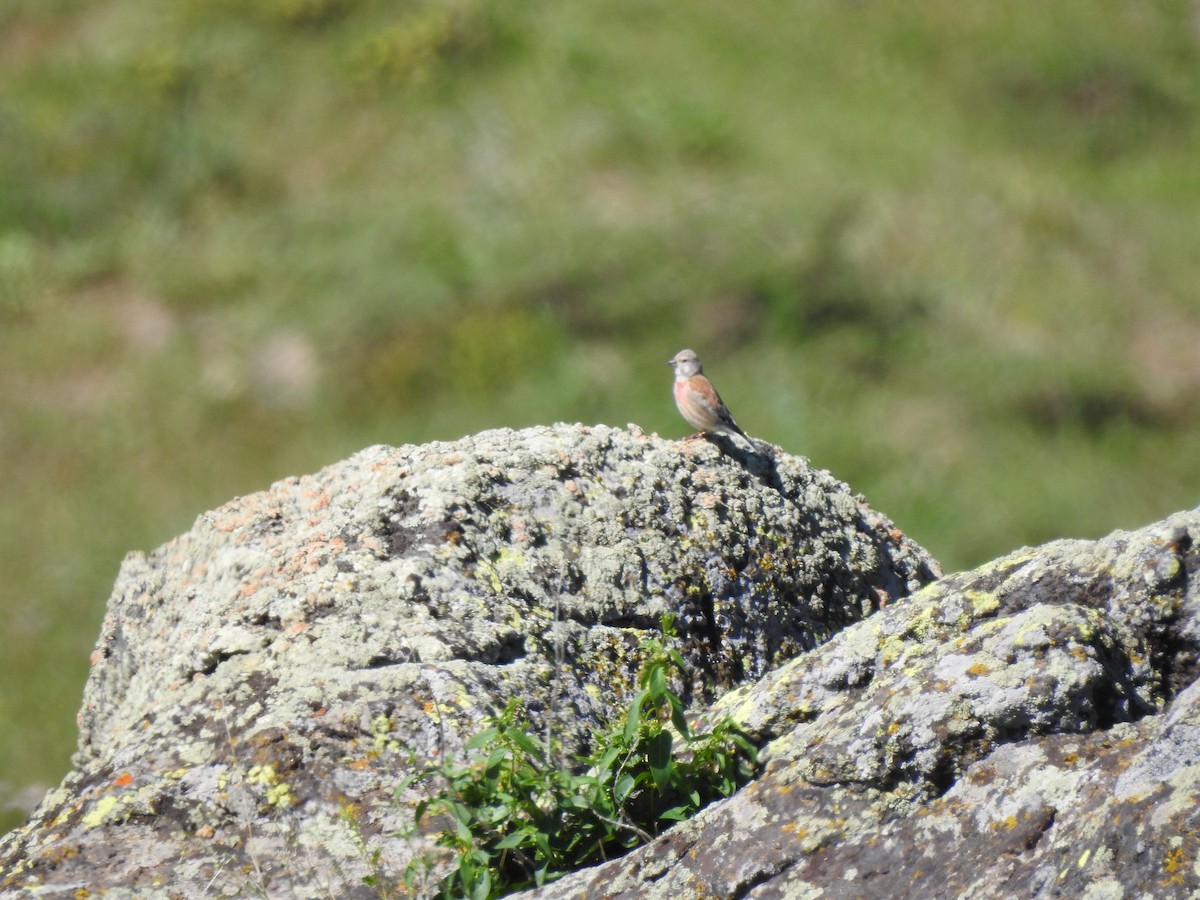 Eurasian Linnet - ML620781466