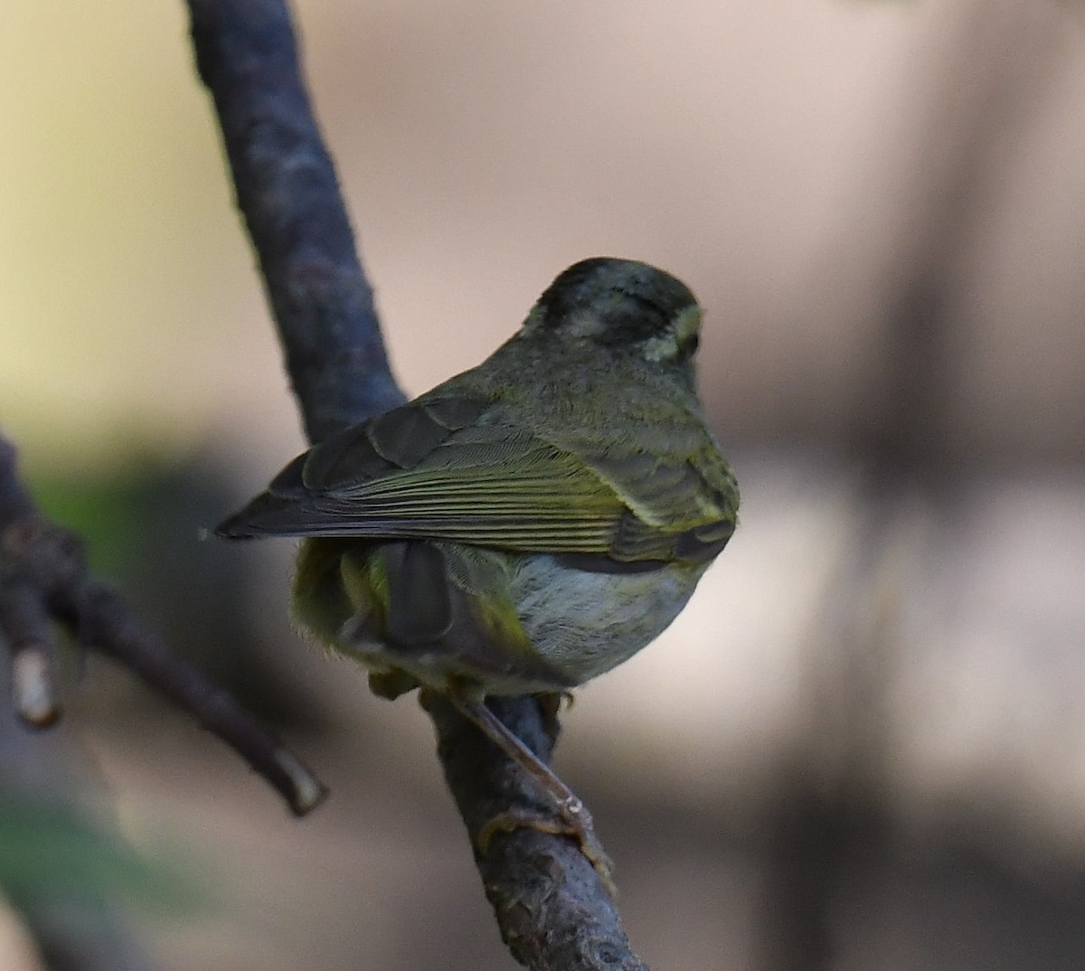 Blyth's Leaf Warbler - ML620781470