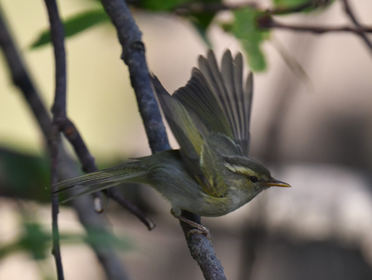 Blyth's Leaf Warbler - ML620781471