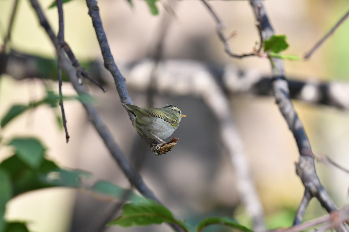 Blyth's Leaf Warbler - ML620781472